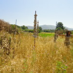 DSC06732