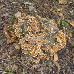 DSC08401