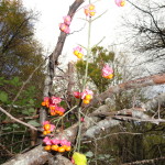 DSC08487