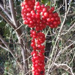 20131222_101457 - Copia