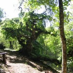 cammino_san_francesco_faggio_di_san_francesco1
